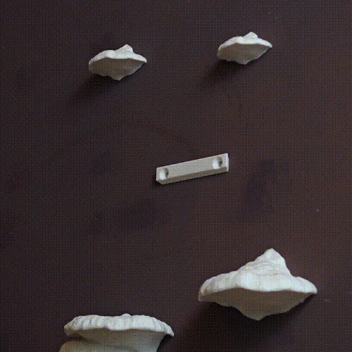 Pinicula Fungus Shelf