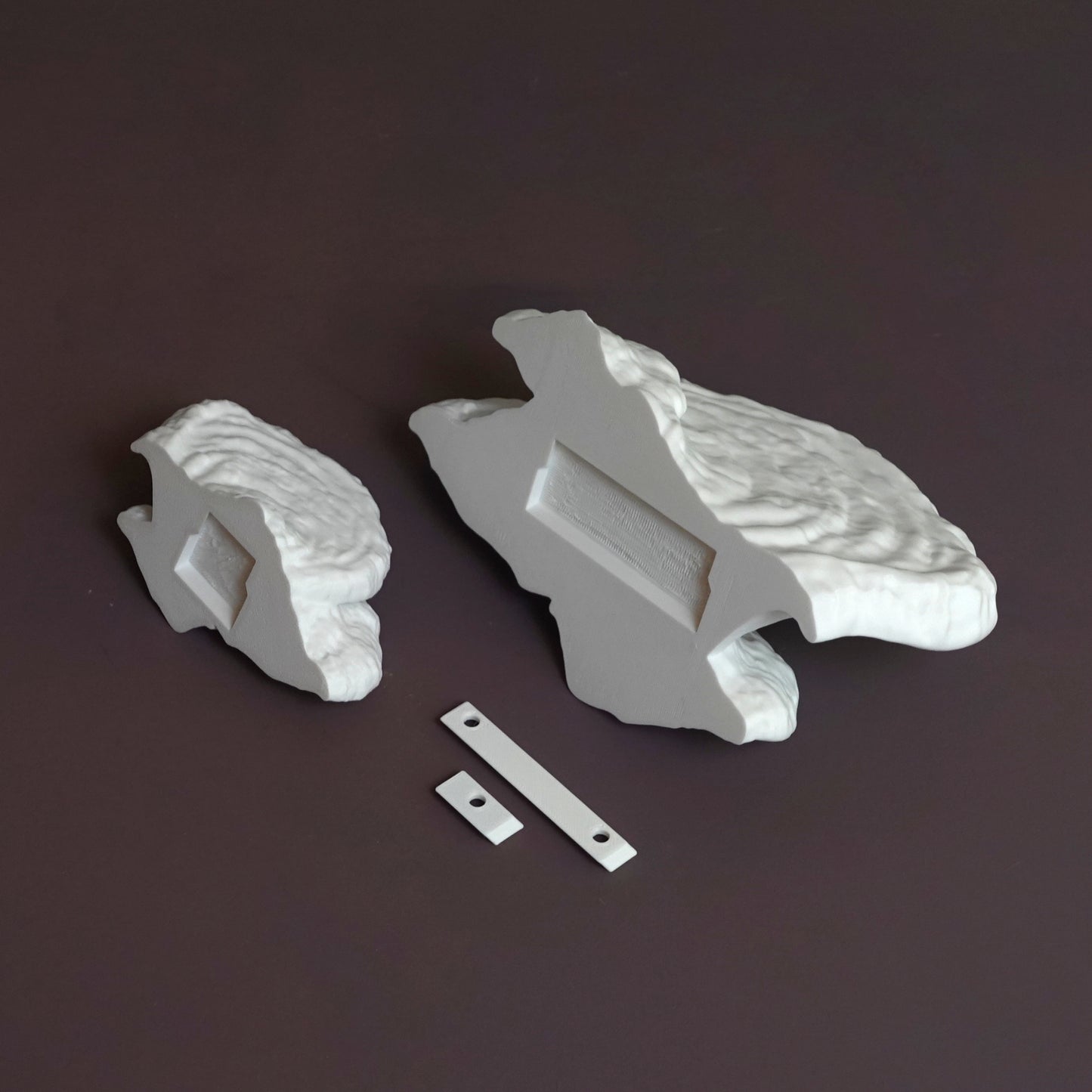 Pinicula Fungus Shelf