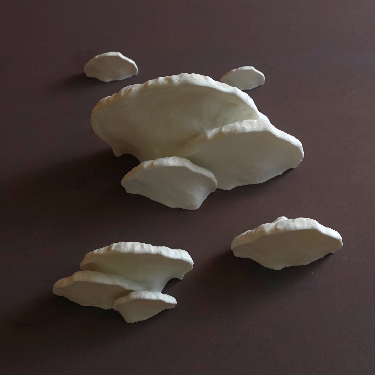 Pinicula Fungus Shelf