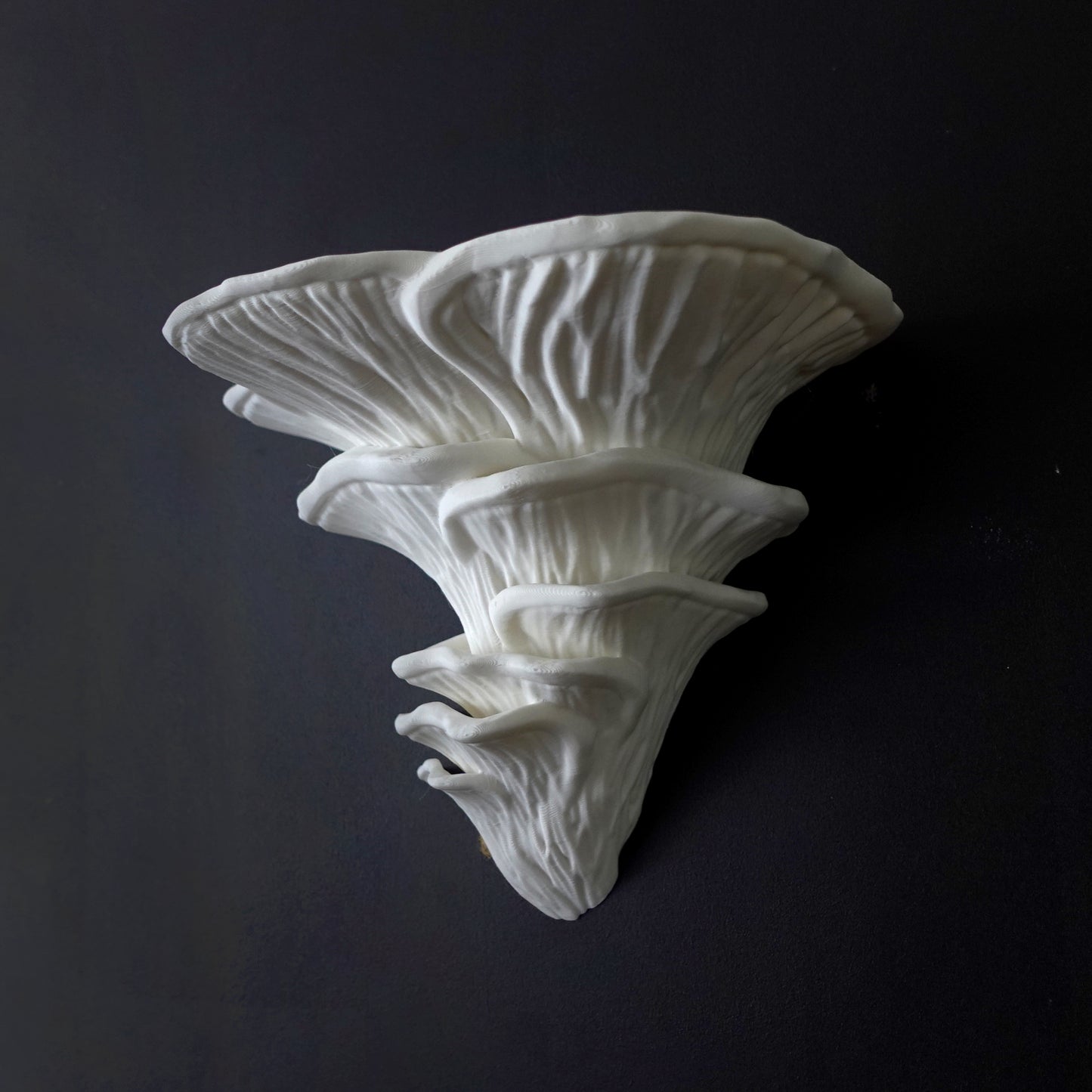 Djamor Fungus Shelf