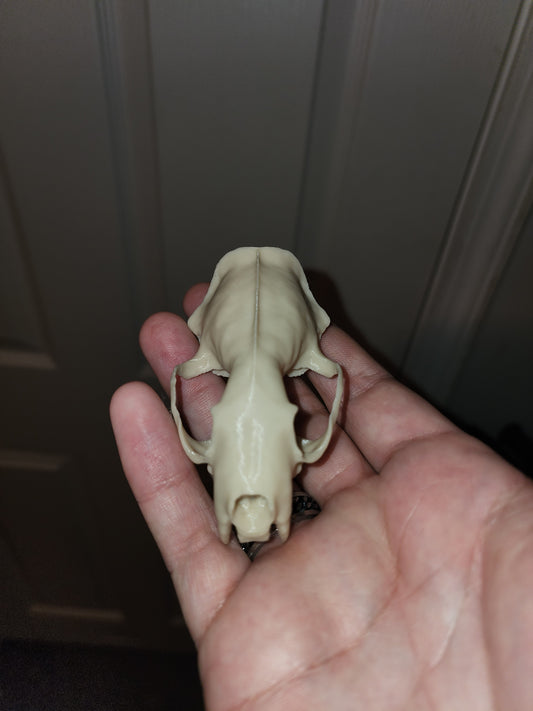 Mink Skull Replica