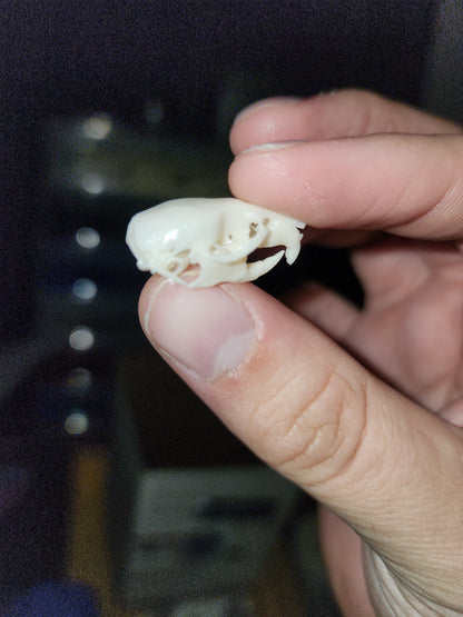 Rat Skull Replica