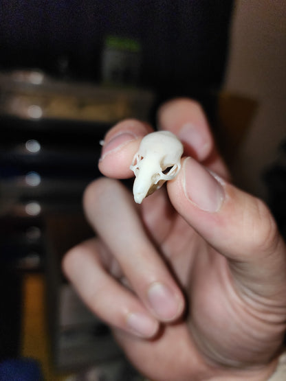 Rat Skull Replica