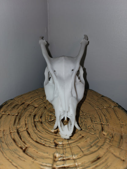 Muntjac Skull Replica