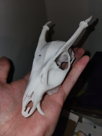 Muntjac Skull Replica