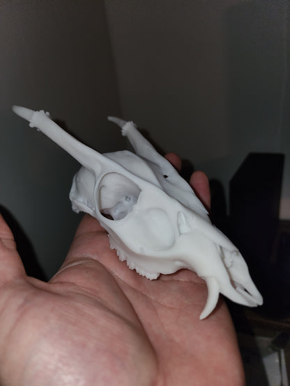 Muntjac Skull Replica