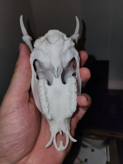 Muntjac Skull Replica